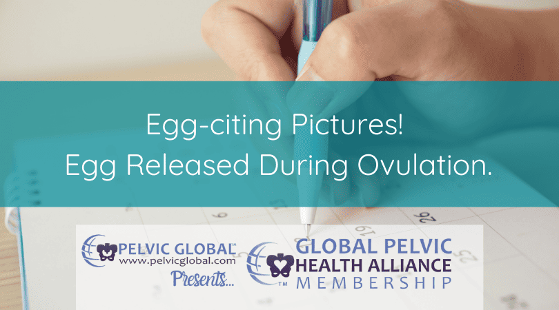 The first photos of a female human's egg release during ovulation.