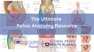 A resource with articles, pictures, and videos of pelvic anatomy all in the same place!
